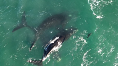 Avistaje de ballenas en Necochea: Emocionante encuentro en el inicio de junio