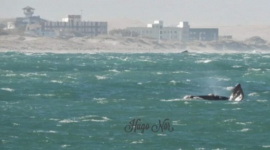 Prefectura toma medidas ante la aparición de ballenas en Necochea