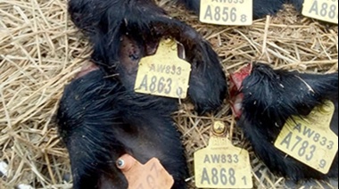 Indignación en La Dulce: Le faenaron 7 animales a un productor agropecuario