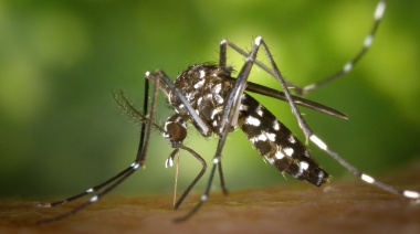 Lanzan recomendaciones para prevenir el dengue en Necochea