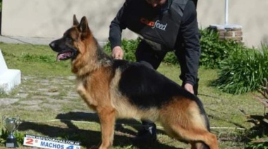 Ethan, el ovejero alemán de Necochea que brilló en Santa Fé