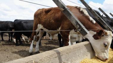 Oportunidad laboral: Se busca encargado para establecimiento ganadero entre Necochea y Lobería
