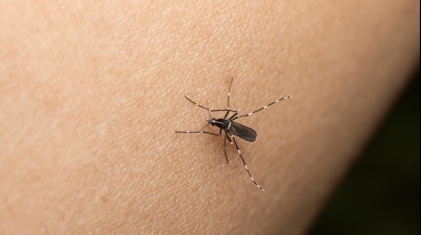 ¿Corremos riesgo en Necochea del mosquito del Dengue?