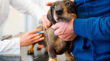 Vacuna a tu perro o gato en Juan N. Fernández: jornada gratuita contra la rabia el 13 de diciembre