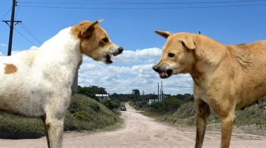 La amenaza de los perros sueltos: una problemática que se extiende por Necochea y Quequén