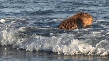Un carpincho sorprendió a todos y se dio un chapuzón en el mar