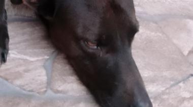Conmoción: encontraron un perro torturado y prendido fuego en el Barrio 9 de Julio