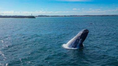 Avistaje de ballenas en Necochea y Quequén: Prefectura exige dar aviso de inmediato y nuevas distancias de seguridad