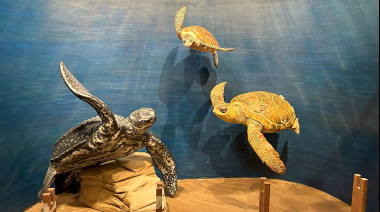 Tortugas, ciencia y mitos: nueva experiencia educativa en la Estación Hidrobiológica de Quequén