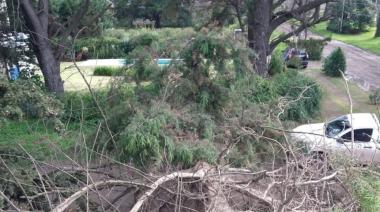 Susto con suerte en Villa del Deportista: un árbol gigante cayó sobre una vivienda