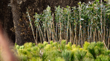 Más verde para Necochea: se plantaron 930 árboles producidos en el Vivero Municipal