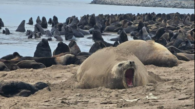 Nació un elefante marino en Puerto Quequén: piden no acercarse a la madre y su cría