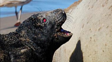 Especialista advierte sobre los riesgos de interferir con el cachorro nacido en las playas necochenses