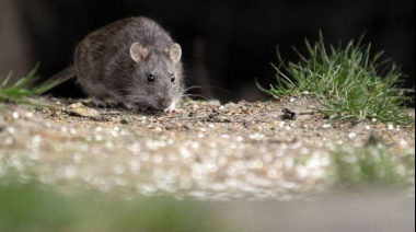 Detectaron un caso de hantavirus en Olavarría: un adolescente permanece internado