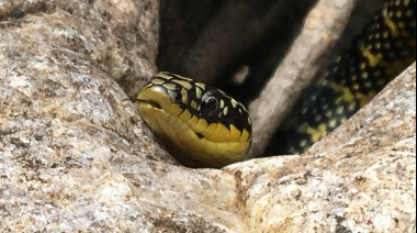 Ante el calor y la sequía, advierten por la aparición de arañas, escorpiones y serpientes en Necochea