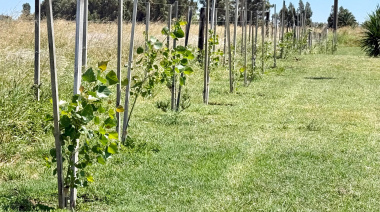 Más verde para el distrito: San Cayetano cerró 2025 con 587 nuevos árboles plantados