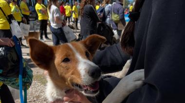 Alerta en el CAAN: la protectora de animales de Necochea atraviesa una crisis económica crítica
