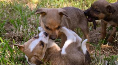 Alerta en el CAAN: la protectora de animales de Necochea atraviesa una crisis económica crítica