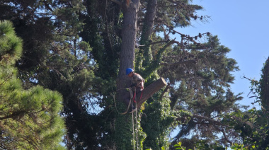 San Cayetano: brindarán una charla sobre poda y arbolado urbano abierta a la comunidad