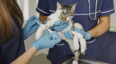 Castración gratuita de mascotas en Necochea: cupo limitado y por orden de llegada