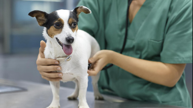 Desde el 4 de mayo, castraciones gratuitas en Quequén: dónde estará el Quirófano Móvil