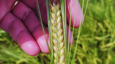 El INTA presentó “Beatriz”, una nueva cebada cervecera con más rendimiento y mejor tolerancia al frío