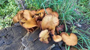 Invitan a descubrir el mundo de los hongos con una jornada gratuita en el Parque Lillo