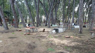 El martes estuvieron en el HCD por el arbolado urbano y hoy talan árboles vivos en el Parque Miguel Lillo: ningún funcionario se hace cargo