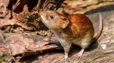 Bromatología difundió recomendaciones clave para prevenir el hantavirus