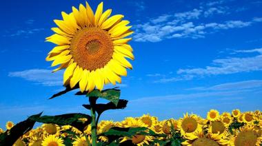 Proyectan una campaña récord para el girasol argentino en 2026/27