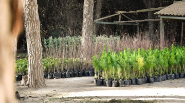 Planta un árbol y suma a que Necochea sea más verde: nueva entrega gratuita del Vivero Municipa