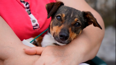 Vuelve la castración gratuita de perros y gatos en Quequén: cuándo será y cómo acceder