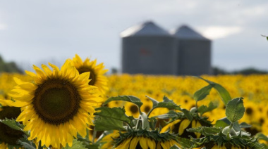 Invertirán US$ 400 millones para construir en Bahía Blanca la mayor planta de molienda de girasol del mundo