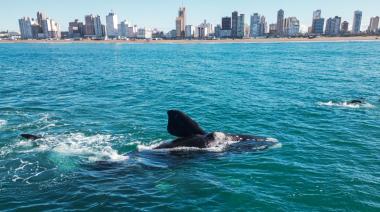 Ballenas Necochea respondió tras acusaciones de un medio digital: “No vamos a entrar más en este juego”