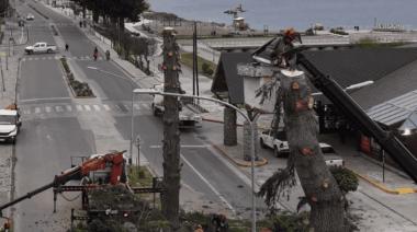 Mientras Necochea debate la tala en el Parque Lillo, una polémica similar estalla en Bariloche