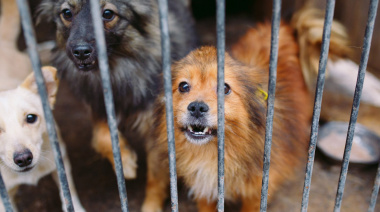 Necochea ya tiene una nueva ordenanza contra el maltrato animal: qué cambia desde ahora