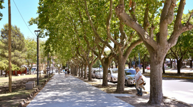 Arbolado urbano en Necochea: por qué es vital y cómo cuidar el árbol de cada vereda