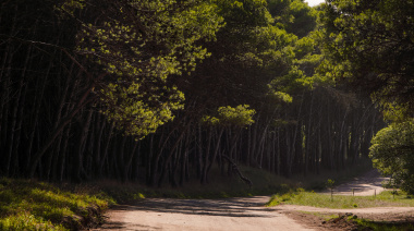 Necochea y el Parque Miguel Lillo: la charla que pone en foco tres temas sensibles