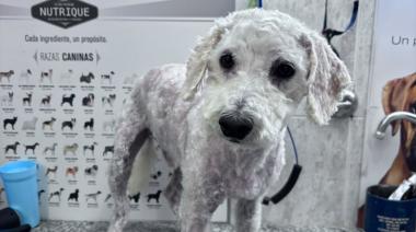 Buscan a Rulo, un caniche perdido en Necochea: está asustado y piden no correrlo