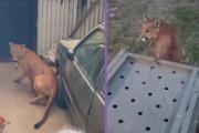 “Gatito Mimoso” regresa a su hábitat tandilense : Liberaron al puma hallado en Necochea