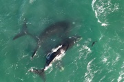 Avistaje de ballenas en Necochea: Emocionante encuentro en el inicio de junio