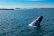 Avistaje de ballenas en Necochea y Quequén: Prefectura exige dar aviso de inmediato y nuevas distancias de seguridad