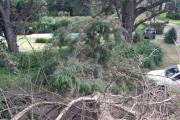 Susto con suerte en Villa del Deportista: un árbol gigante cayó sobre una vivienda