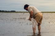 San Cayetano vuelve a sembrar pejerrey en sus lagunas tras la sequía histórica