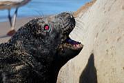 Especialista advierte sobre los riesgos de interferir con el cachorro nacido en las playas necochenses