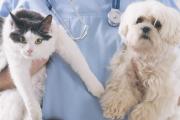 ¿Tu perro o gato necesita castración? Aprovechá la jornada gratuita en Necochea