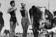 Cuando en la playa de Necochea se vendía leche recién ordeñada: una postal insólita de fines de la década del 30