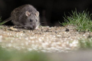 Detectaron un caso de hantavirus en Olavarría: un adolescente permanece internado