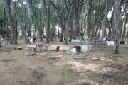 El martes estuvieron en el HCD por el arbolado urbano y hoy talan árboles vivos en el Parque Miguel Lillo: ningún funcionario se hace cargo