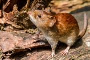 Bromatología difundió recomendaciones clave para prevenir el hantavirus